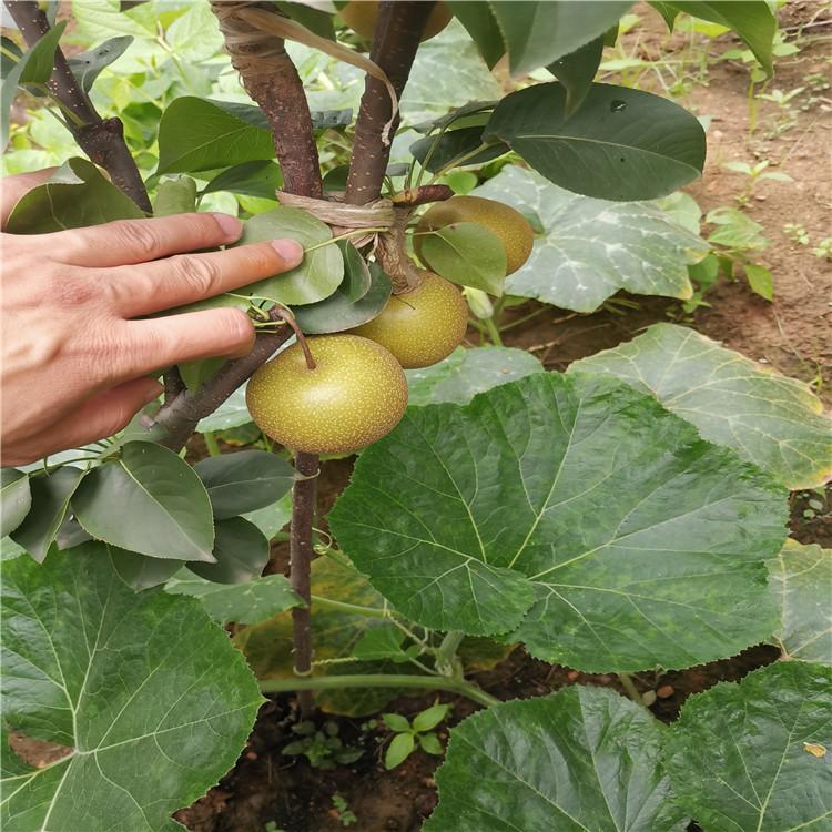 梨树苗价格