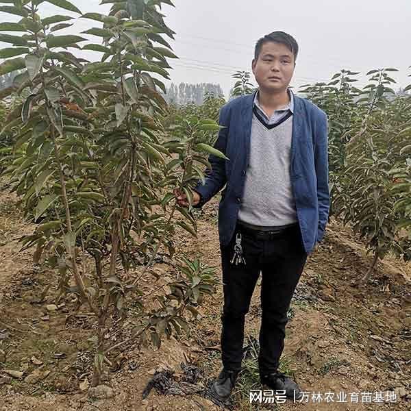 樱桃苗出售